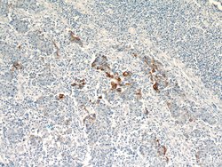 TMPRSS4 Rabbit anti-Human, Rat, Polyclonal, Proteintech 150 &mu;L; Unconjugated:Antibodies,