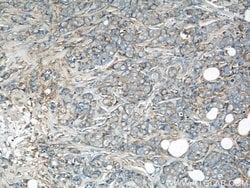 EIF3I Rabbit anti-Human, Mouse, Rat, Polyclonal, Proteintech:Anticuerpos:Anticuerpos