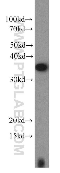 EIF3I Rabbit anti-Human, Mouse, Rat, Polyclonal, Proteintech:Anticuerpos:Anticuerpos