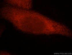 IRF3 Rabbit anti-Human, Mouse, Rat, Polyclonal, Proteintech:Antibodies:Primary