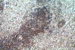 Thumbnail_IRF3 Rabbit anti-Human, Mouse, Rat, Polyclonal, Proteintech 150 &mu;L;
