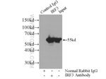 Thumbnail_IRF3 Rabbit anti-Human, Mouse, Rat, Polyclonal, Proteintech 150 &mu;L;