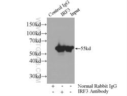 IRF3 Rabbit anti-Human, Mouse, Rat, Polyclonal, Proteintech:Antibodies:Primary