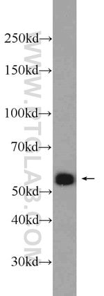 Thumbnail_IRF3 Rabbit anti-Human, Mouse, Rat, Polyclonal, Proteintech 150 &mu;L;