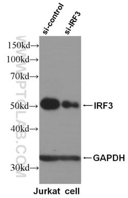 IRF3 Rabbit anti-Human, Mouse, Rat, Polyclonal, Proteintech:Antibodies:Primary