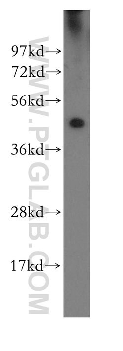 IRF3 Rabbit anti-Human, Mouse, Rat, Polyclonal, Proteintech:Antibodies:Primary