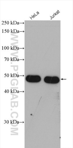IRF3 Rabbit anti-Human, Mouse, Rat, Polyclonal, Proteintech:Antibodies:Primary
