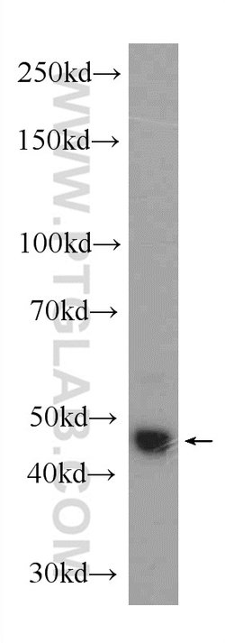 IRF3 Rabbit anti-Human, Mouse, Rat, Polyclonal, Proteintech:Antibodies:Primary