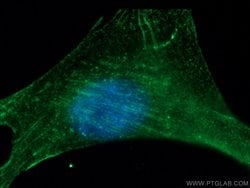Proteintech alpha Actinin Rabbit anti-Human, Mouse, Rat, Polyclonal, Proteintech