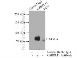 OSBPL11 Rabbit anti-Human, Mouse, Polyclonal, Proteintech 20 &mu;L; Unconjugated:Antibodies,