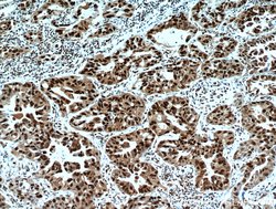 HDGF Rabbit anti-Human, Polyclonal, Proteintech 150 &mu;L; Unconjugated:Antibodies,