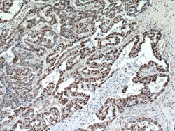 HDGF Rabbit anti-Human, Polyclonal, Proteintech 150 &mu;L; Unconjugated:Antibodies,