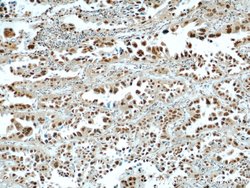 HDGF Rabbit anti-Human, Polyclonal, Proteintech 150 &mu;L; Unconjugated:Antibodies,