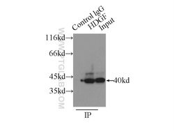 HDGF Rabbit anti-Human, Polyclonal, Proteintech 150 &mu;L; Unconjugated:Antibodies,