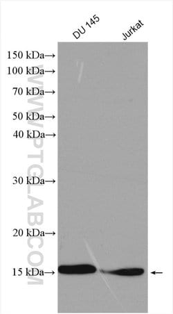 MYDGF Rabbit anti-Human, Mouse, Polyclonal, Proteintech:Antibodies:Primary