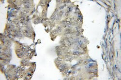 MYDGF Rabbit anti-Human, Mouse, Polyclonal, Proteintech:Antibodies:Primary