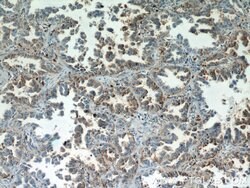 MYDGF Rabbit anti-Human, Mouse, Polyclonal, Proteintech:Antibodies:Primary