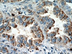 MYDGF Rabbit anti-Human, Mouse, Polyclonal, Proteintech:Antibodies:Primary