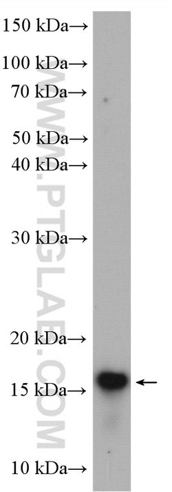 MYDGF Rabbit anti-Human, Mouse, Polyclonal, Proteintech:Antibodies:Primary