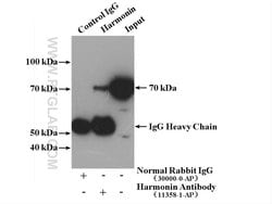 Harmonin Rabbit anti-Human, Mouse, Rat, Polyclonal, Proteintech:Antibodies:Primary