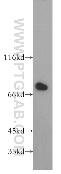Harmonin Rabbit anti-Human, Mouse, Rat, Polyclonal, Proteintech:Antibodies:Primary