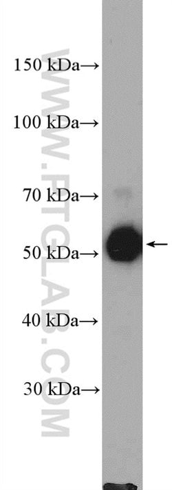 MCRS1 Rabbit anti-Human, Mouse, Rat, Polyclonal, Proteintech 20 &mu;L;