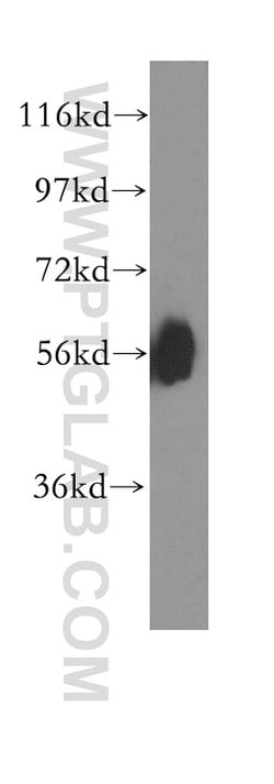 MCRS1 Rabbit anti-Human, Mouse, Rat, Polyclonal, Proteintech 20 &mu;L;