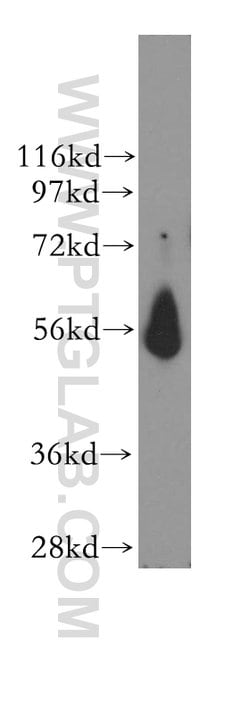 MCRS1 Rabbit anti-Human, Mouse, Rat, Polyclonal, Proteintech 20 &mu;L;