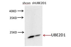 UBE2D1 Rabbit anti-Human, Mouse, Rat, Polyclonal, Proteintech 150 &mu;L;