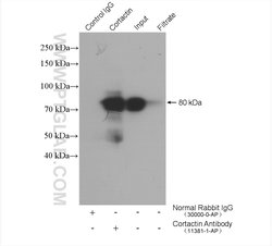 Cortactin Rabbit anti-Human, Mouse, Rat, Polyclonal, Proteintech:Antibodies:Primary
