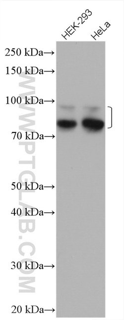 Cortactin Rabbit anti-Human, Mouse, Rat, Polyclonal, Proteintech:Antibodies:Primary