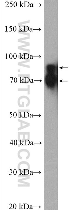 Cortactin Rabbit anti-Human, Mouse, Rat, Polyclonal, Proteintech:Antibodies:Primary