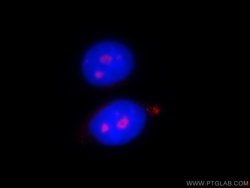 PWP2 Rabbit anti-Human, Polyclonal, Proteintech:Antibodies:Primary Antibodies