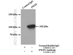PWP2 Rabbit anti-Human, Polyclonal, Proteintech:Antibodies:Primary Antibodies