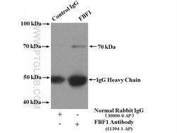 FBF1 Rabbit anti-Human, Mouse, Rat, Polyclonal, Proteintech 150 &mu;L;