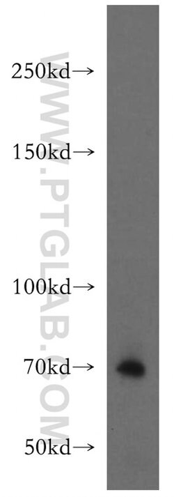 FBF1 Rabbit anti-Human, Mouse, Rat, Polyclonal, Proteintech 150 &mu;L;