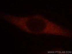 EEF1A1 Rabbit anti-Human, Mouse, Rat, Polyclonal, Proteintech 150 &mu;L;