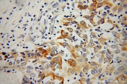 EEF1A1 Rabbit anti-Human, Mouse, Rat, Polyclonal, Proteintech 150 &mu;L;