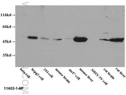 EEF1A1 Rabbit anti-Human, Mouse, Rat, Polyclonal, Proteintech 150 &mu;L;