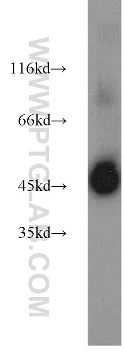 EEF1A1 Rabbit anti-Human, Mouse, Rat, Polyclonal, Proteintech 150 &mu;L;