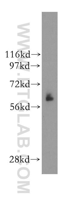 NDOR1/NR1 Rabbit anti-Human, Mouse, Rat, Polyclonal, Proteintech 150 &mu;L;