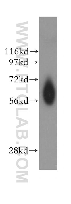 NDOR1/NR1 Rabbit anti-Human, Mouse, Rat, Polyclonal, Proteintech