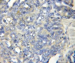 LENG1 Rabbit anti-Human, Mouse, Rat, Polyclonal, Proteintech:Antibodies:Primary