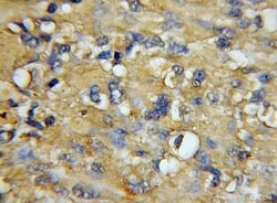 COX7A1 Rabbit anti-Human, Mouse, Polyclonal, Proteintech:Antibodies:Primary