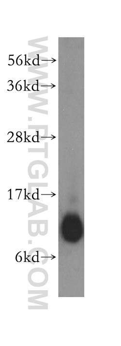 COX7A1 Rabbit anti-Human, Mouse, Polyclonal, Proteintech:Antibodies:Primary