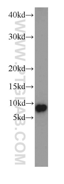 COX7A1 Rabbit anti-Human, Mouse, Polyclonal, Proteintech:Antibodies:Primary