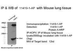HOPX Rabbit anti-Human, Mouse, Rat, Polyclonal, Proteintech 150 &mu;L;