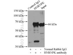 HNRNPK Rabbit anti-Human, Mouse, Rat, Polyclonal, Proteintech 20 &mu;L;