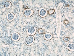 VCAM-1 Rabbit anti-Human, Polyclonal, Proteintech 150 &mu;L; Unconjugated:Antibodies,