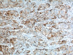 VCAM-1 Rabbit anti-Human, Polyclonal, Proteintech 150 &mu;L; Unconjugated:Antibodies,